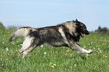 SARPLANINAC 073